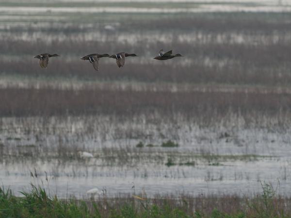 <h3><a href="/trips/braakman/biota/animalia/chordata/aves/007 anseriformes/003 anatidae/anas platyrhynchos/anas platyrhynchos-nl.html">Anas&nbsp;platyrhynchos</a> / Mallard / Wilde&nbsp;eend</h3>OM-1 Mark II met OLYMPUS M.150-400mm F4.5 TC, 1/2000 sec  bij F5.6, ISO 1250, afstand 196&nbsp;m